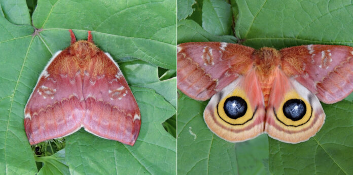 Io moth