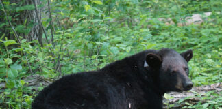 black bear