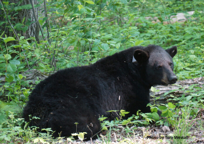 black bear