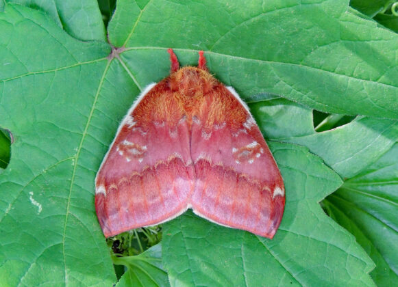 closed io moth