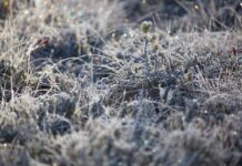 Winterkill and frost heaving: How to assess forage damage this spring